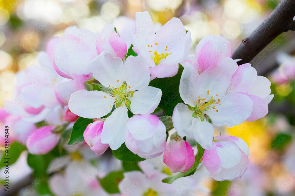 Fototapeta premium Apple tree flowers on a light background, flowering apple trees