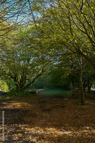 Paisaje de una parque en otoño con árboles a los lados y el suelo cubierto de hojas