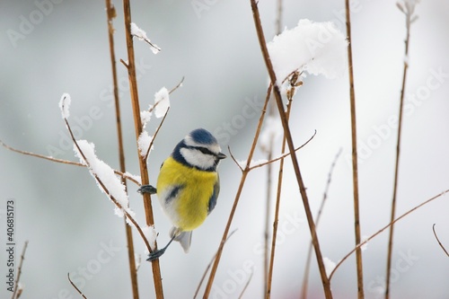 Beautiful winter scenery with Blue tit bird sitting on the thin branch (Cyanistes caeruleus)
