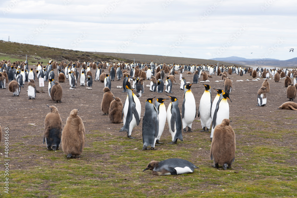 Obraz premium The king penguin (Aptenodytes patagonicus)