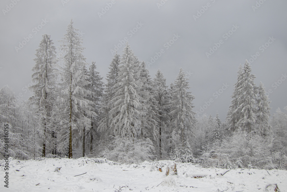 Naklejka premium Tannen im verschneiten Winterwald
