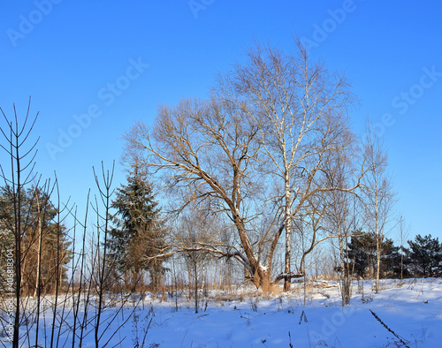 sunny winter day in nature