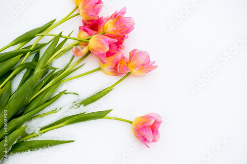 Fototapeta Naklejka Na Ścianę i Meble -  pink tulips lie on the snow. top view. copy space. flat lay 