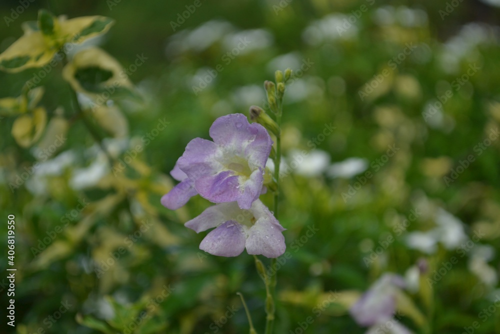 beautiful purple flower with green leaves beautiful purple flower with green leaves