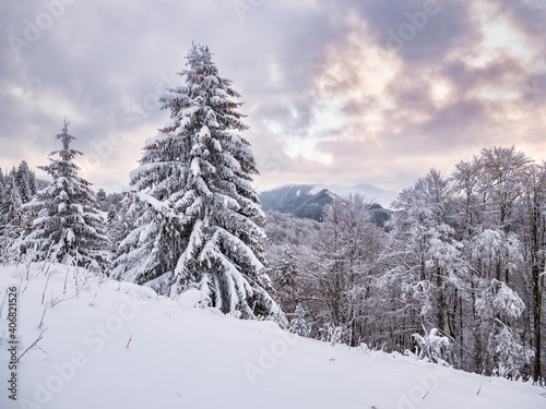 Winter landscape with pine trees covered with fresh white snow. Carpathian Mountains in Romania