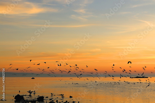 Flock of seagulls during beautiful sunset. 