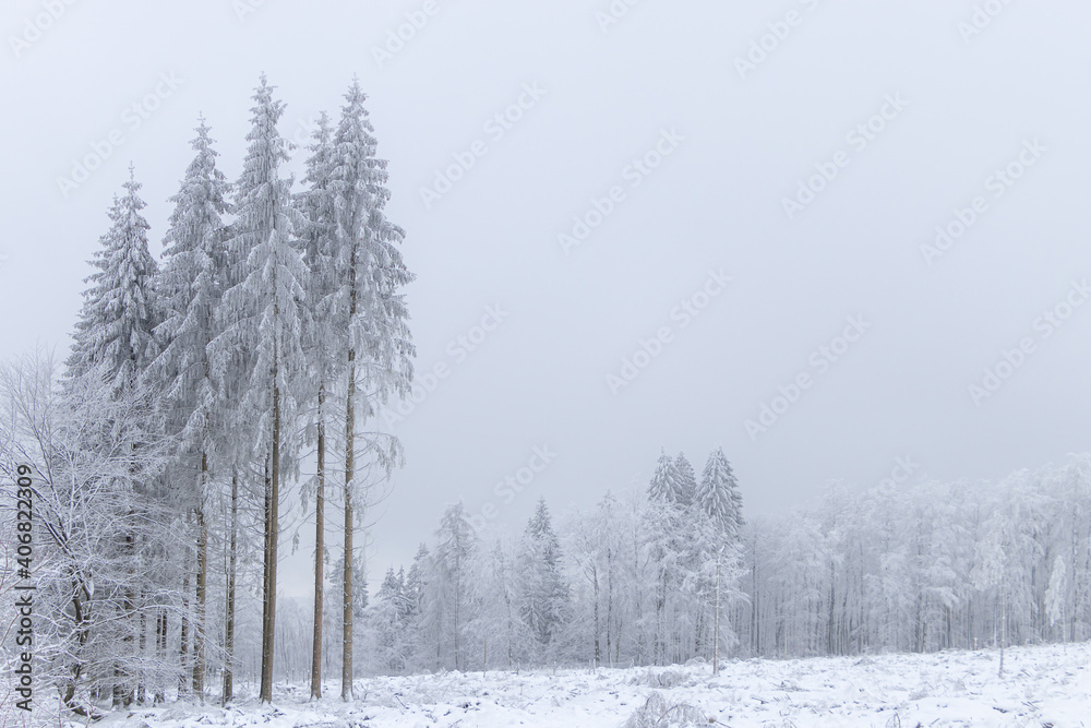 verschneite Bäume im Winterwald verschneite Bäume im Winterwald