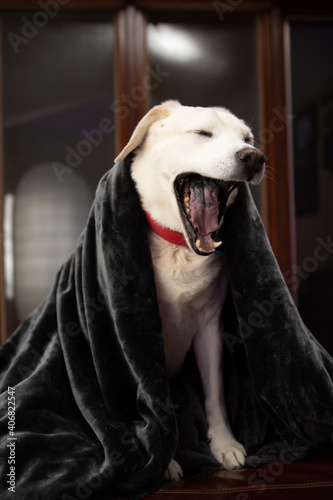 A labrador retriever wakes up and yawns after a nap. 