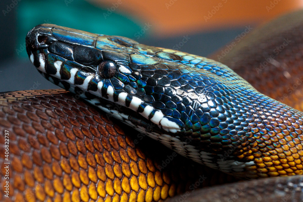 Fototapeta premium White-lipped python (Botrochillus albertisii) portrait
