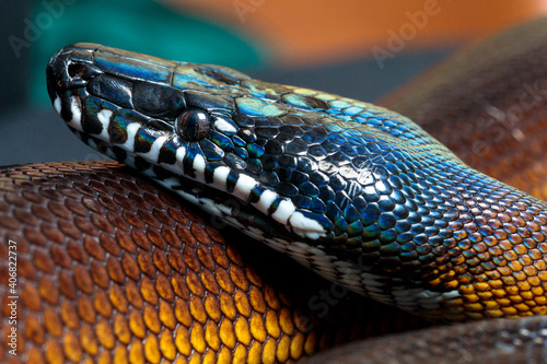 White-lipped python (Botrochillus albertisii) portrait