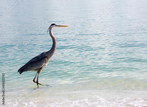Great Blue Heron  Ardea herodias  walking in shallow surf on the Gulf of Mexico at St. Pete Beach  Florida searching for food.