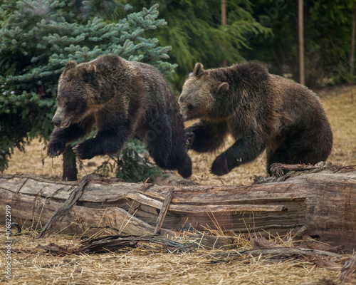 Fotografie Two bears playing at a zoo enclosure.