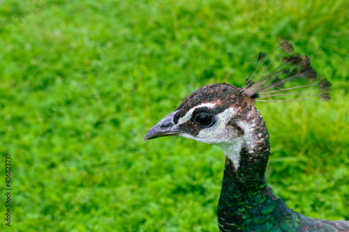 Peacock head with a tuft. The peacock walks on the green grass. A beautiful, bright bird. Farm in the village. PLace for text, copy space