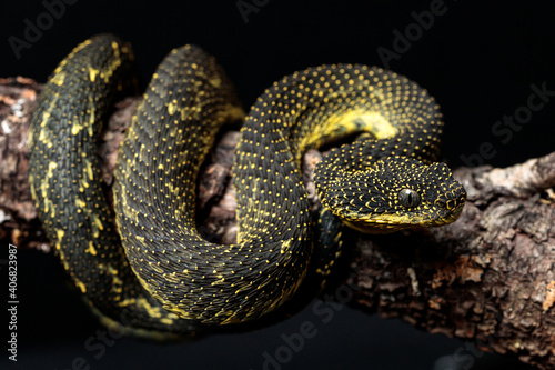 Mount Kenya Bush Viper (Atheris desaixi)