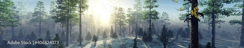 Winter forest in the rays of the sun, pine trees in the haze in winter, panorama of the winter forest