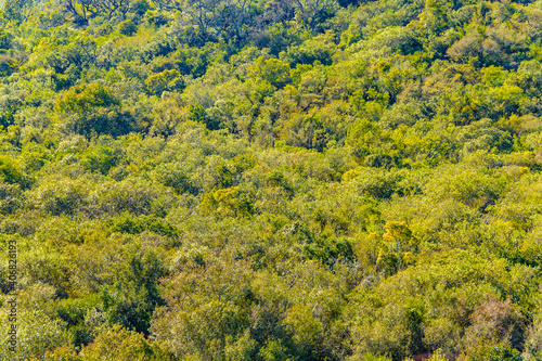 Leafy Forest, Lavalleja, Uruguay © danflcreativo