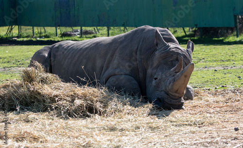 un enorme rinoceronte tumbado en la tierra