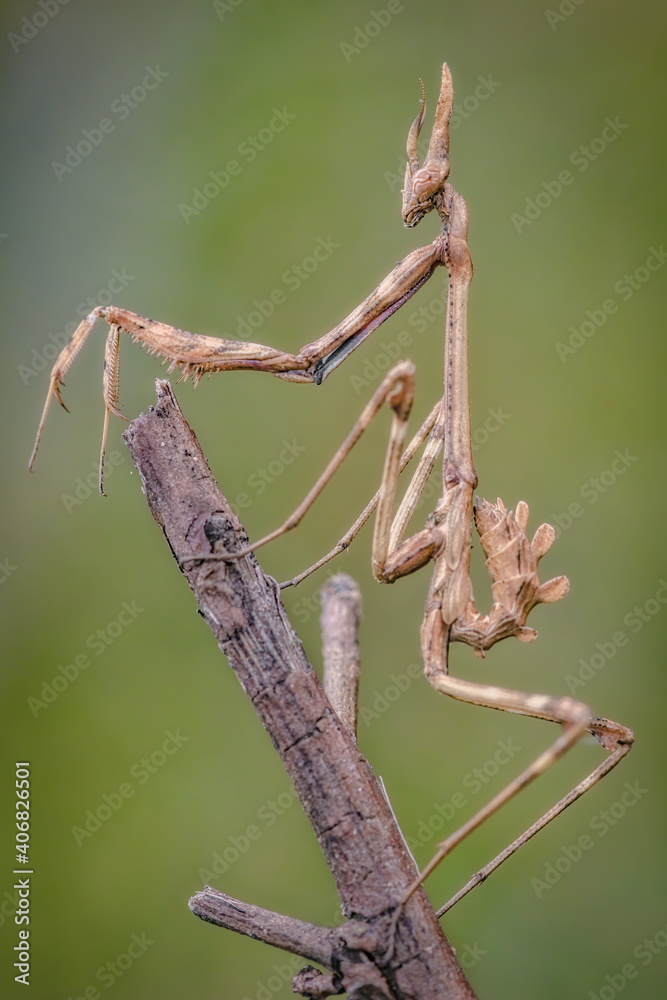 An insect Empusa pennata, of the mantis family, posing on a branch. An insect Empusa pennata, of the mantis family, posing on a branch.