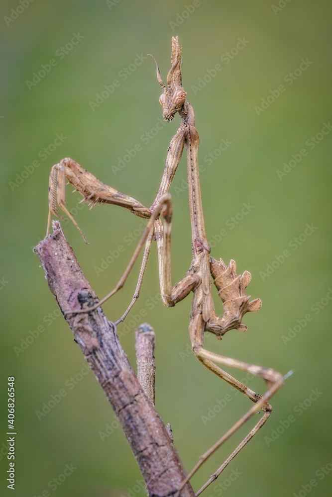 An insect Empusa pennata, of the mantis family, posing on a branch. An insect Empusa pennata, of the mantis family, posing on a branch.