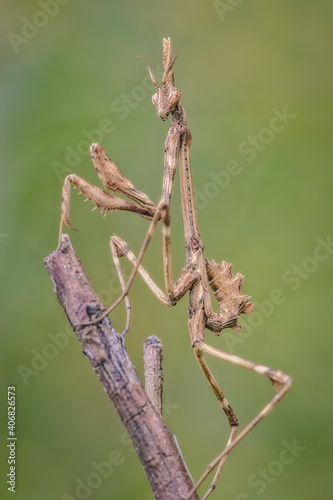 An insect Empusa pennata, of the mantis family, posing on a branch.