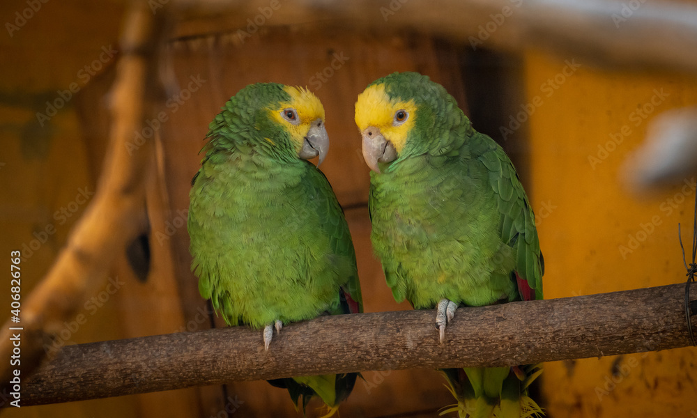 Fototapeta premium dos loros verdes juntos en una rama