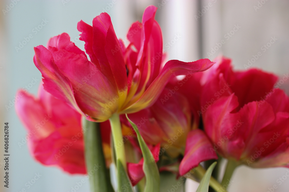 A beautiful bouquet of pink tulips. A gift for Valentine's Day, March 8 or Mother's Day A beautiful bouquet of pink tulips. A gift for Valentine's Day, March 8 or Mother's Day