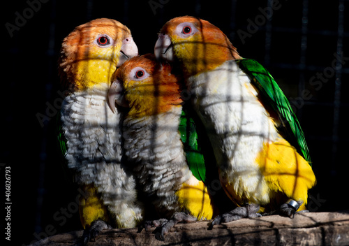 tres loros de bonitos colores juntos photo