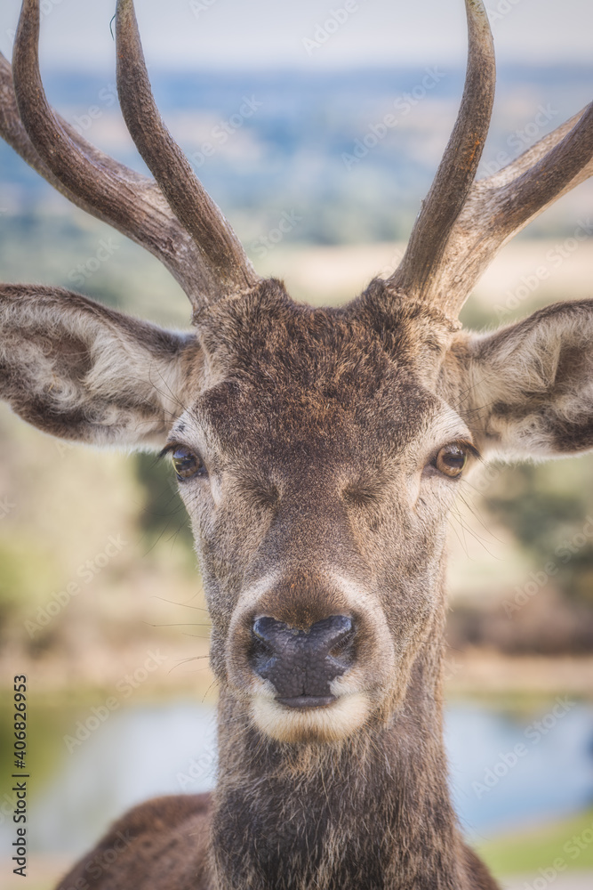 A close up of face of a male deer standing in a wildlife safari.