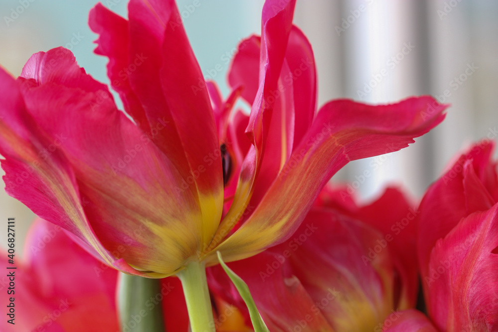 A beautiful bouquet of pink tulips. A gift for Valentine's Day, March 8 or Mother's Day A beautiful bouquet of pink tulips. A gift for Valentine's Day, March 8 or Mother's Day