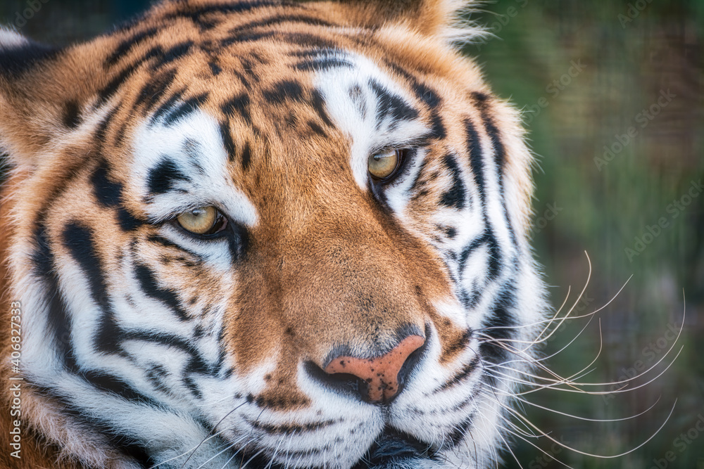 Naklejka premium A close up of face of a bengal tiger posing in a wildlife safari.