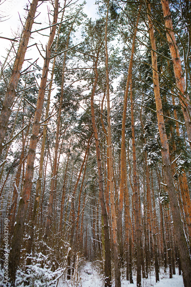 Fototapeta premium Beautiful pine forest on a frosty day. The sun's rays pass through the trees of the winter forest.