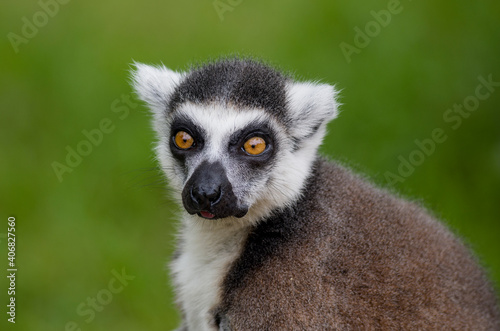 tailed lemur in summer nature