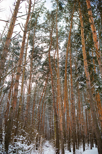 Beautiful pine forest on a frosty day. The sun s rays pass through the trees of the winter forest.