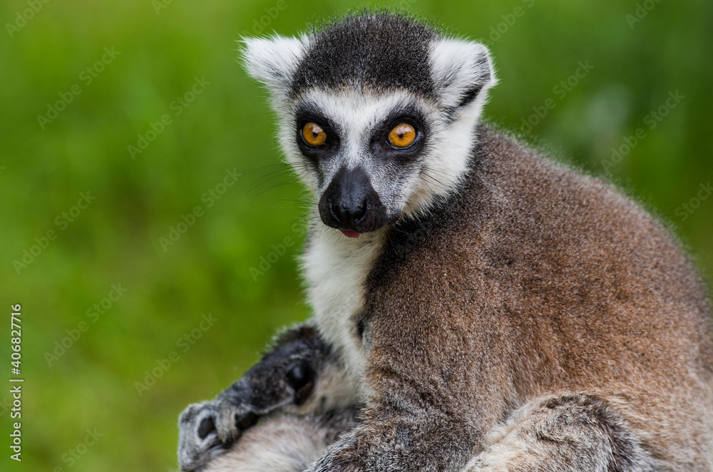 tailed lemur in summer nature tailed lemur in summer nature
