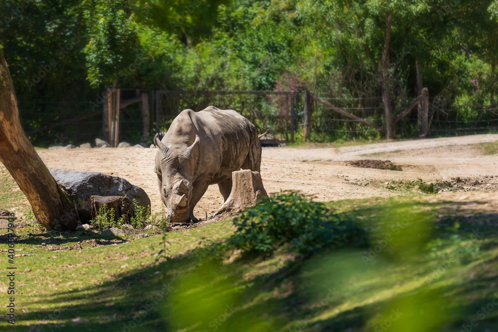 Fototapeta premium Blunt-nosed rhinoceros - Ceratotherium simum runs across the meadow under the trees.