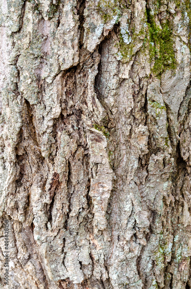 Close up of the bark on a chestnut tree Close up of the bark on a chestnut tree