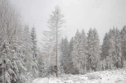 verschneite Bäume im Winterwald 