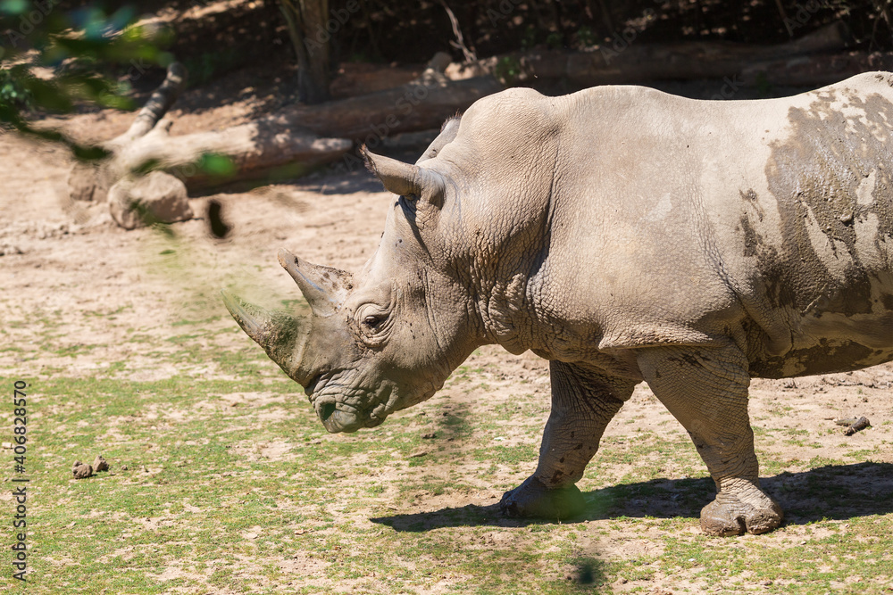 Blunt-nosed rhinoceros - Ceratotherium simum runs across the meadow under the trees. Blunt-nosed rhinoceros - Ceratotherium simum runs across the meadow under the trees.