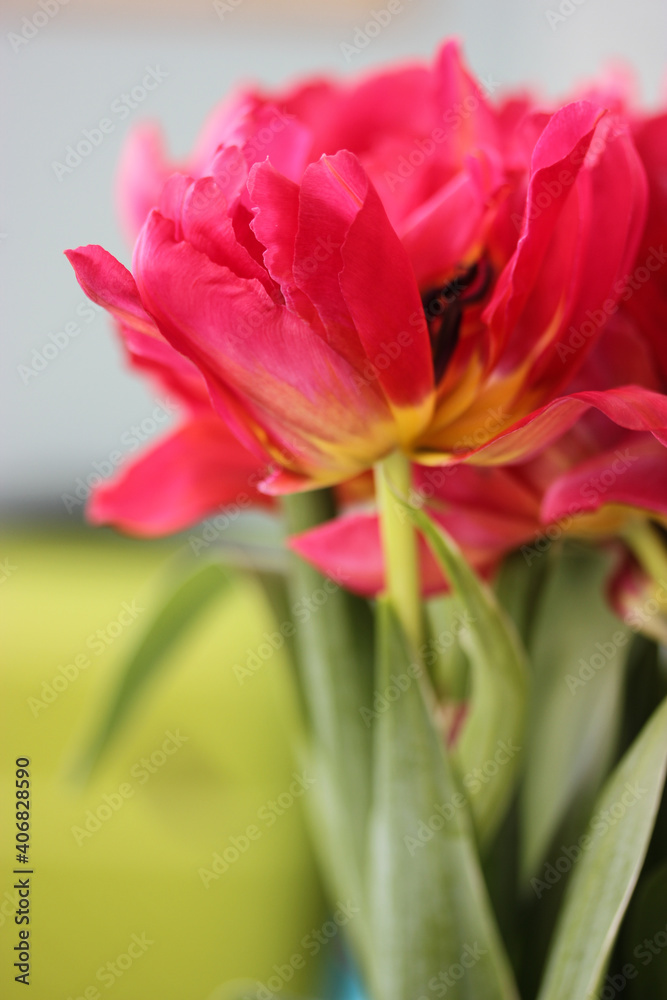 A beautiful bouquet of pink tulips. A gift for Valentine's Day, March 8 or Mother's Day A beautiful bouquet of pink tulips. A gift for Valentine's Day, March 8 or Mother's Day