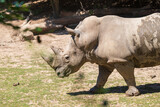 Blunt-nosed rhinoceros - Ceratotherium simum runs across the meadow under the trees.