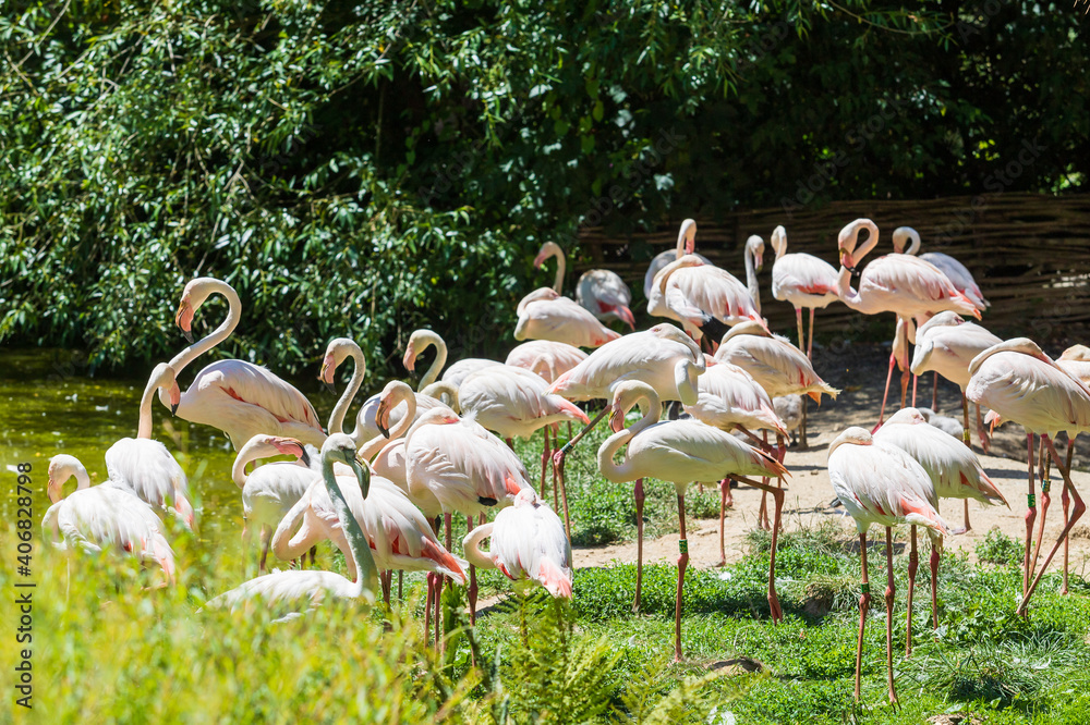 Naklejka premium Pink Flamingo - Phoenicopterus roseus - A flock stands on the shore of a pond. In the background are bushes.