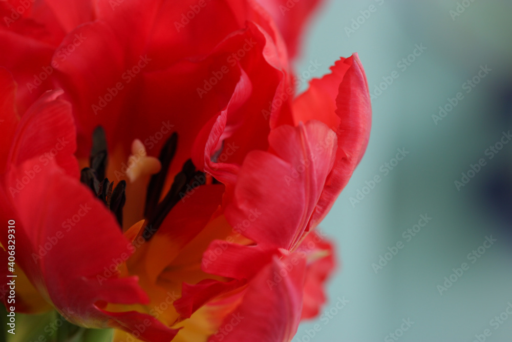 Fototapeta premium A beautiful pink peony tulip close-up. Spring flowers. A gift for Valentine's Day, March 8 or Mother's Day
