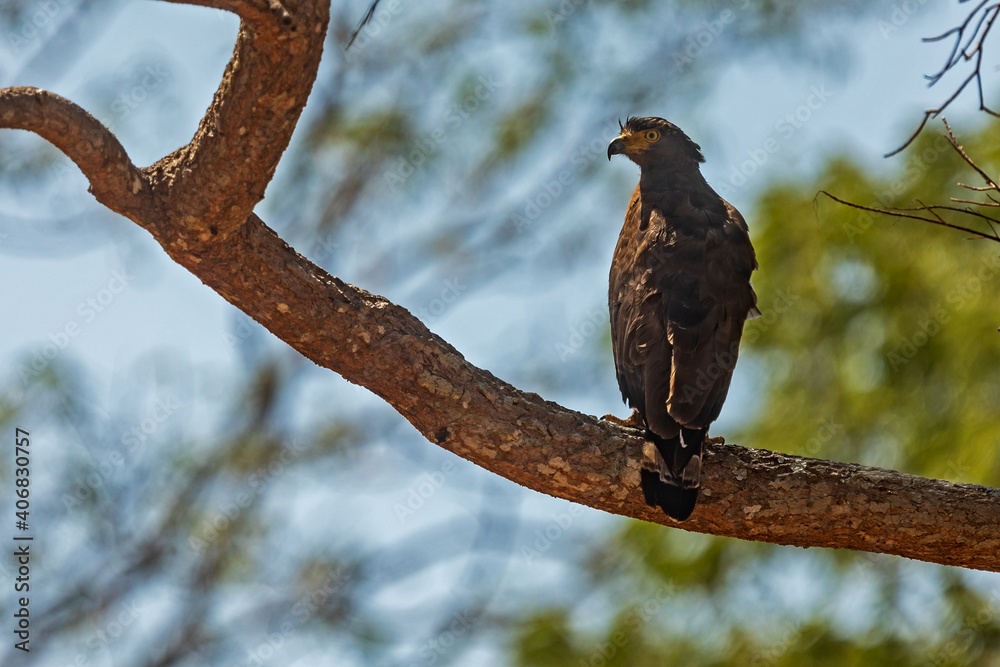 changeable hawk-eagle or crested hawk-eagle (Nisaetus cirrhatus) in Wilpattu National Park, Sri Lanka changeable hawk-eagle or crested hawk-eagle (Nisaetus cirrhatus) in Wilpattu National Park, Sri Lanka