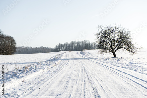 a white path that leads through the fields and next to it stands an apple tree that decorates this white with its dark trunk