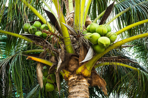 Large green coconuts on a palm tree in the tropics. Harvest coconuts. Bottom view