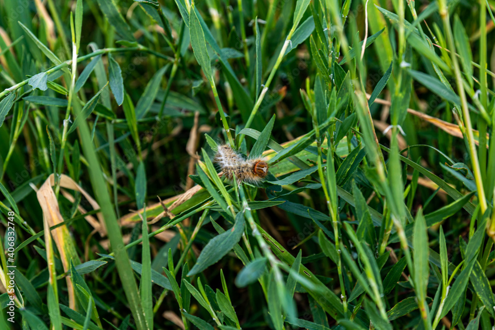 dragonfly on a grass dragonfly on a grass