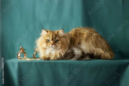 Fotografia Fluffy British longhair cat