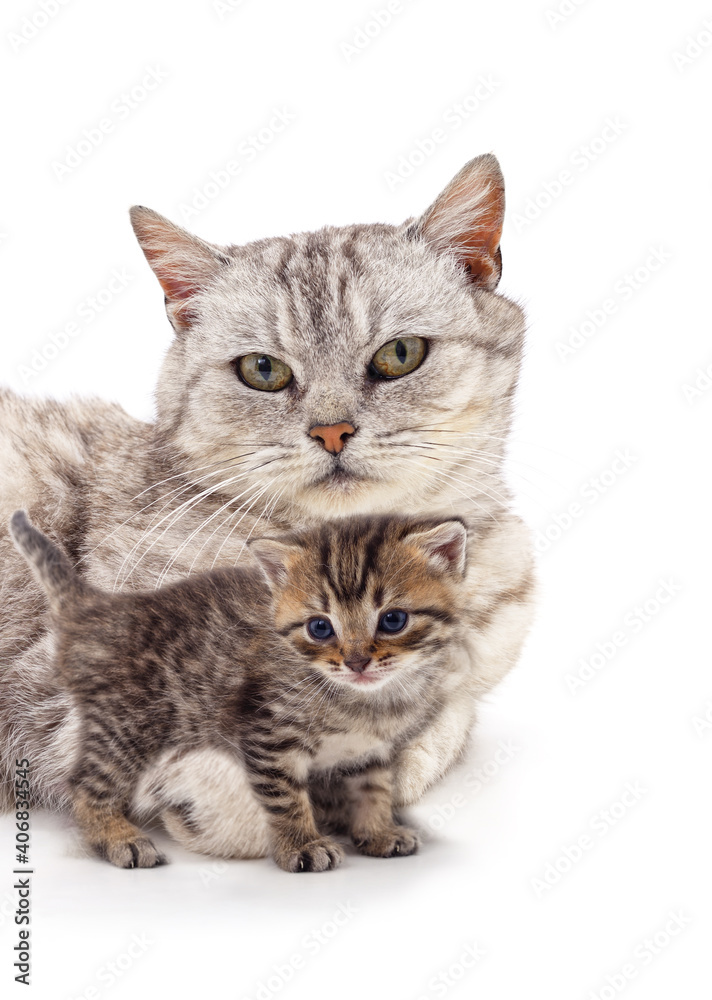 Fototapeta premium Mom cat with kitten.