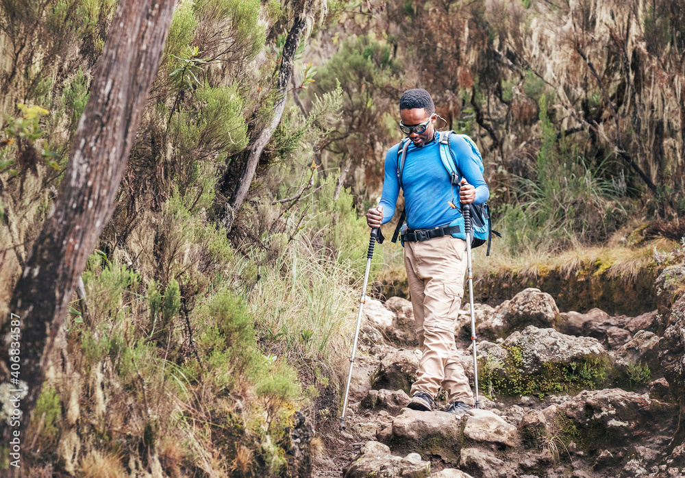 Naklejka premium African-American ethnicity young man in sunglasses with trekking poles having a hiking walk on the route with a backpack in the forest to Mweka gate, Kilimanjaro. Active people and traveling concept.