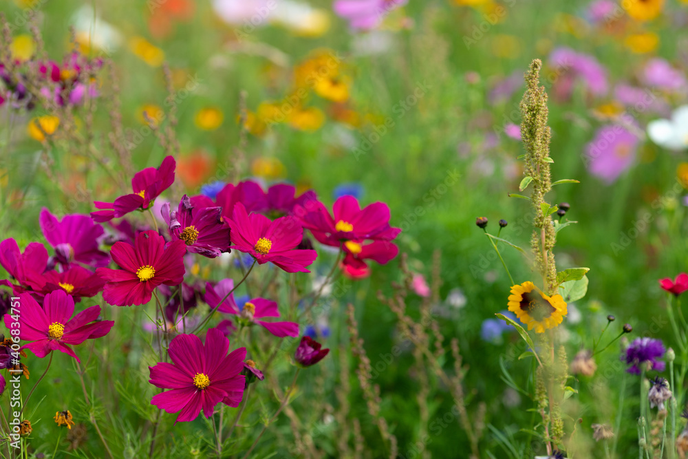 Wunschmotiv: Colorful cosmos flowerbed #406834751